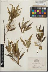 Foto von Salix lasiandra Benth.